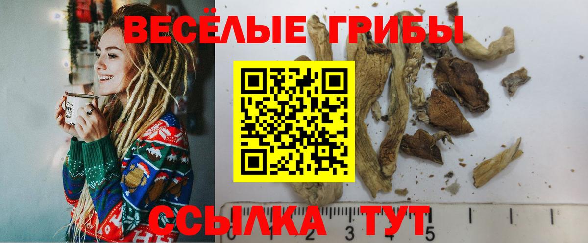 Донской  Псилоцибиновые грибы Cubensis  Вход с VPN 